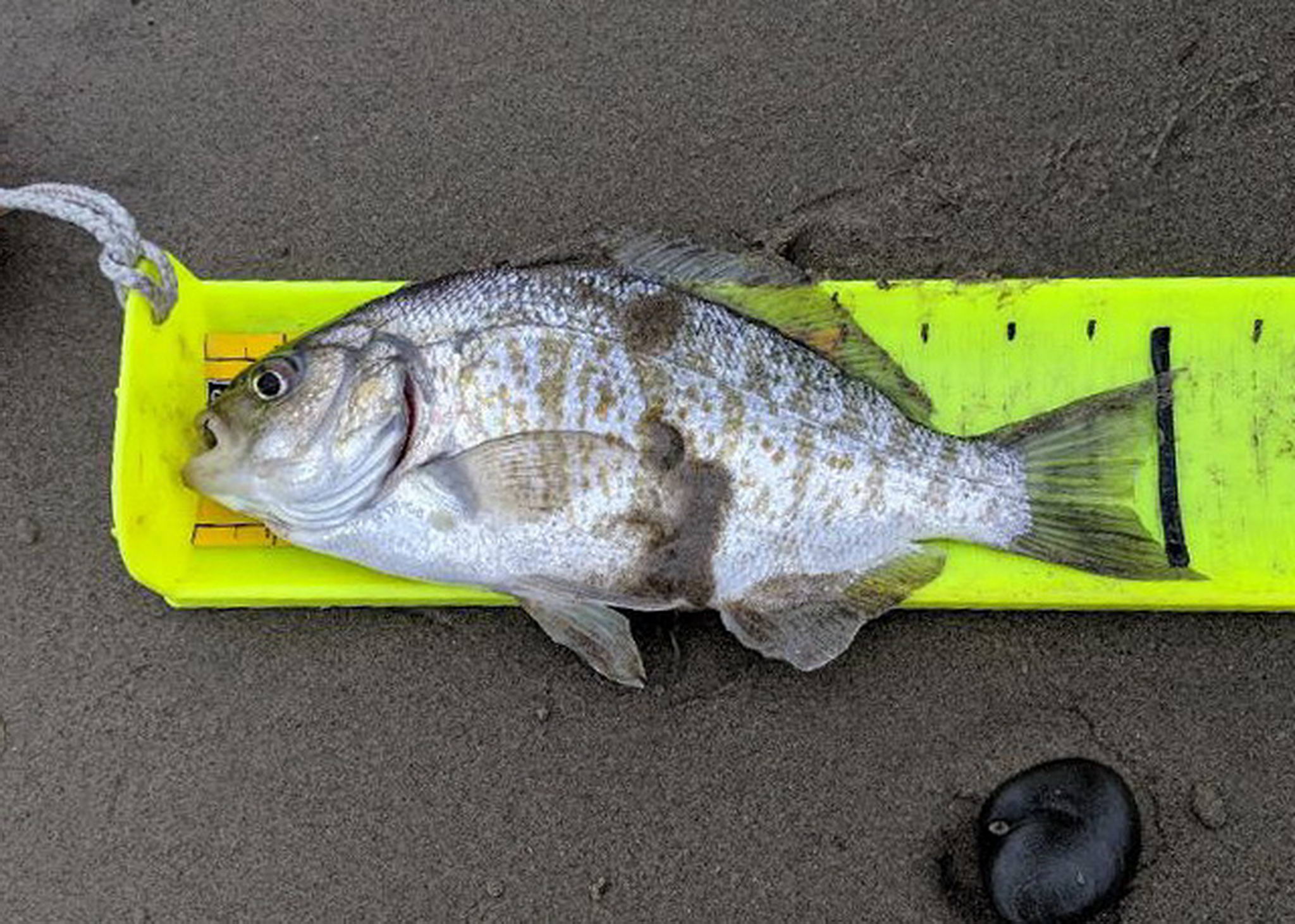 Barred surfperch waiting to be released