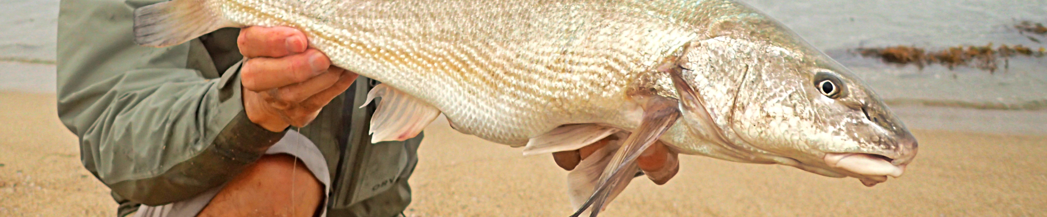 A nice corbina from the surf!