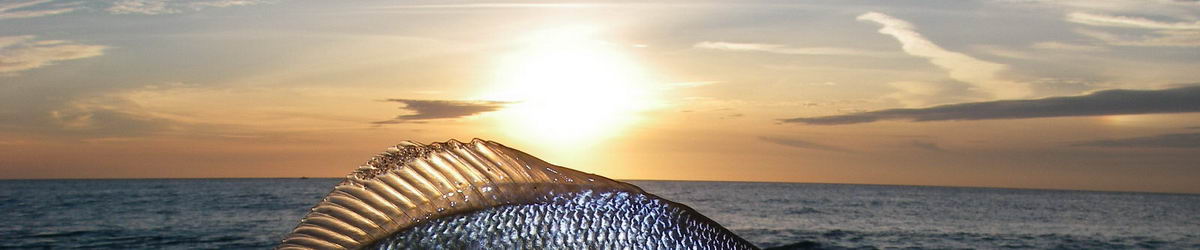 Sunset over a Surf Perch