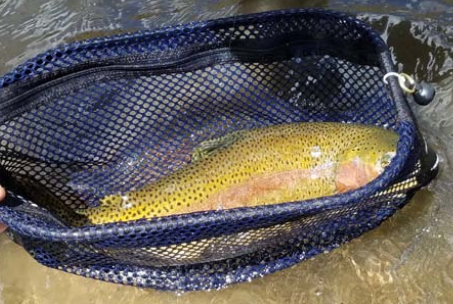 NiceGreenRivertrout